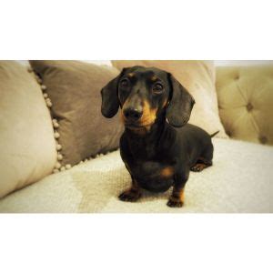 dachshund breeder california|best dachshund breeders in california.